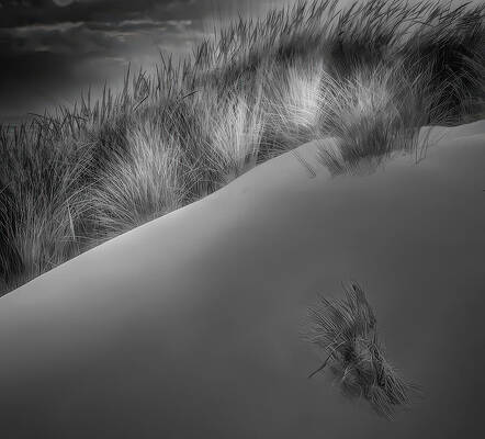 Windblown Grasses on Sand Dune — black and white photograph by Jim Signorelli