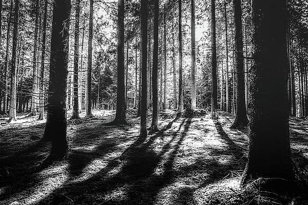 Daybreak — black and white photograph by Jim Signorelli