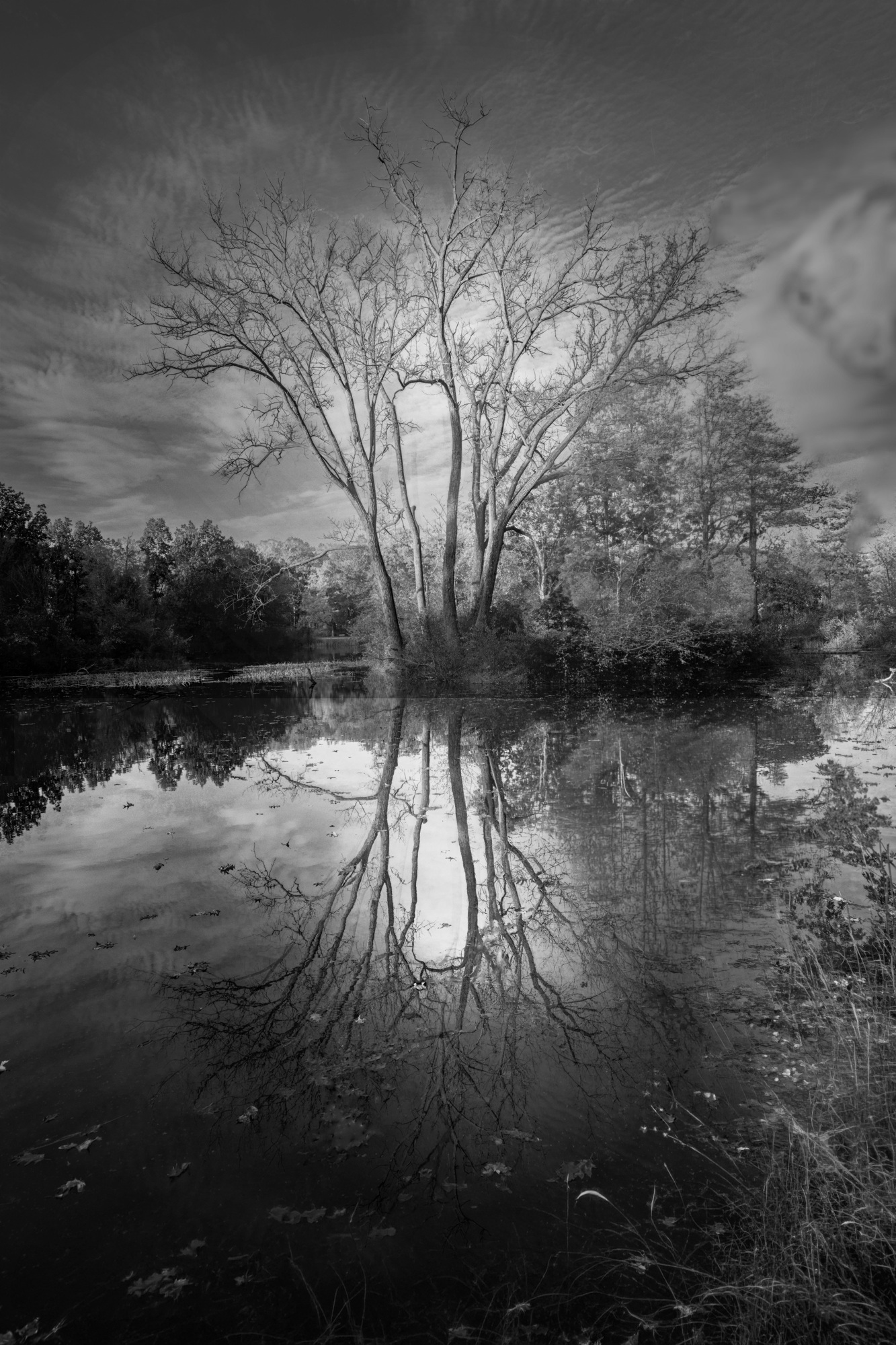Reflected Tree — black and white photograph by Jim Signorelli