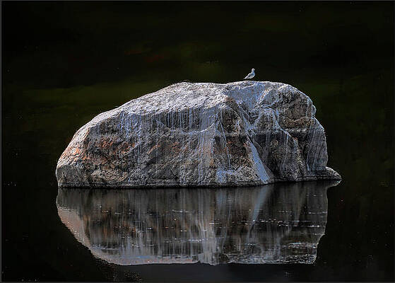 Solitary Seagull on Rocky Island
