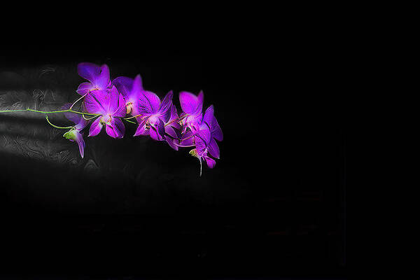 Orchid Rush — color photograph by Jim Signorelli