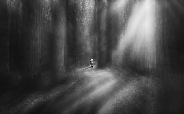 Mystical Forest Walk — black and white photograph by Jim Signorelli