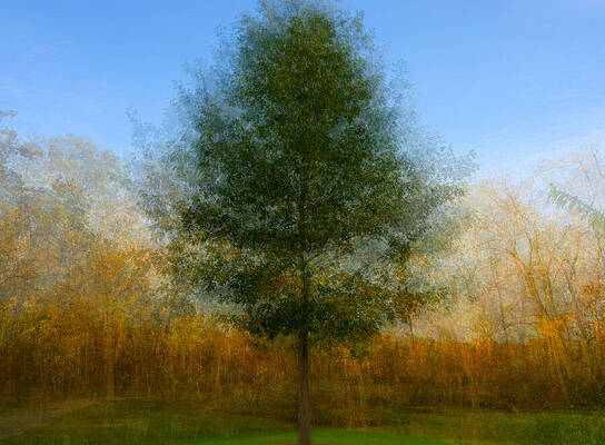 Autumn Tree with Vibrant Background